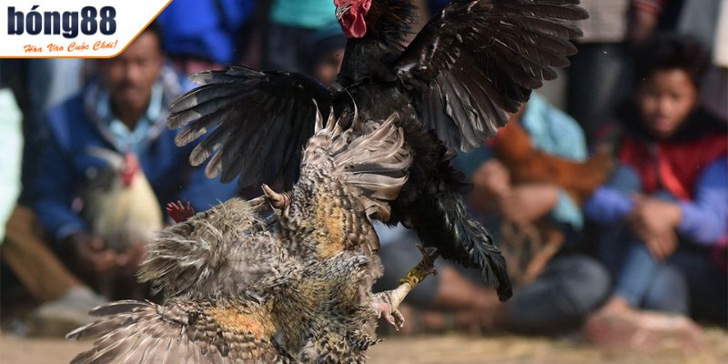 Thuật Ngữ Đá Gà - Khái Niệm Quan Trọng Người Chơi Cần Biết 3 Các thuật ngữ khác trong đá gà