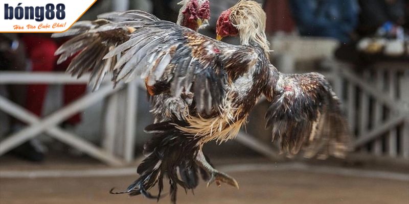 Thuật Ngữ Đá Gà - Khái Niệm Quan Trọng Người Chơi Cần Biết 1 Thuật ngữ đá gà là gì?