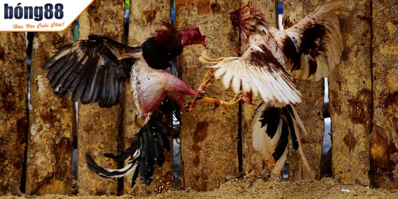 Thuật Ngữ Đá Gà - Khái Niệm Quan Trọng Người Chơi Cần Biết 2 Thuật ngữ trong trận đấu