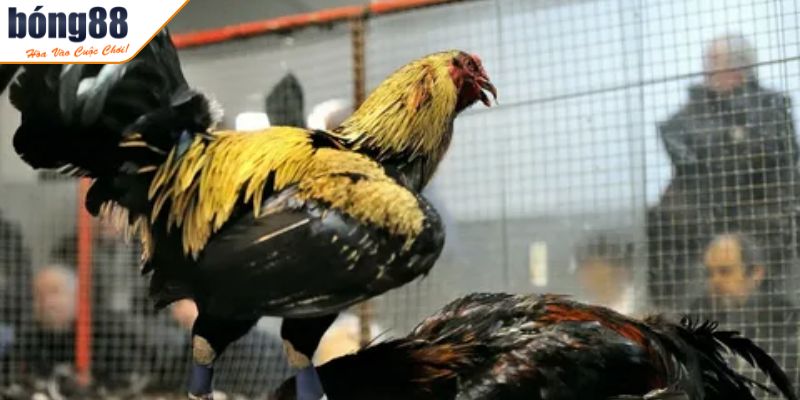 Luật Đá Gà Miền Bắc Cập Nhật Đầy Đủ Và Chi Tiết Cho Người Mới 3 Tiêu chí tính điểm và phân định thắng thua