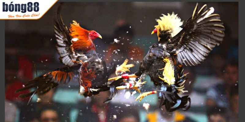 Luật Đá Gà Miền Bắc Cập Nhật Đầy Đủ Và Chi Tiết Cho Người Mới 1 Tìm hiểu luật đá gà miền Bắc